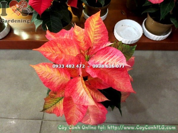 Cây nhất phẩm hồng giống mới lá đỏ đẹp cao 20cm