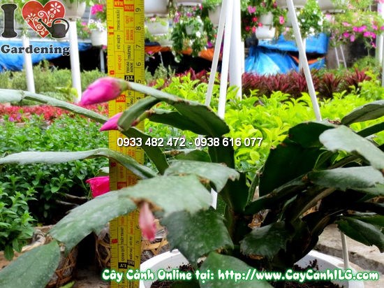 Cây Nhật Quỳnh cao 15cm – thân nhánh mọng nước độc đáo