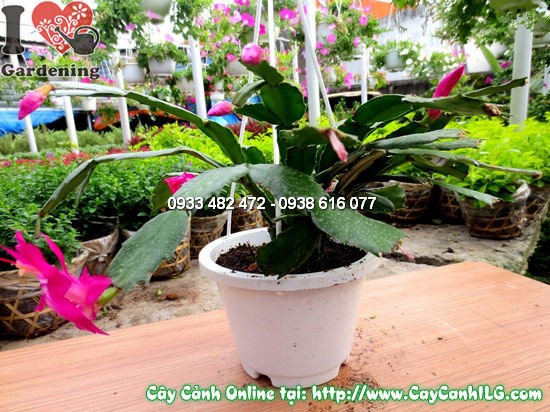 Cây Nhật Quỳnh cao 15cm – hoa hồng rực rỡ, phù hợp trang trí nhiều không gian