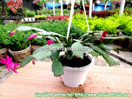 Cây Nhật Quỳnh 15cm – tưới phun sương hiệu quả, cây phát triển khỏe mạnh