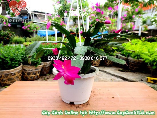 Cây Nhật Quỳnh 15cm – ưa sáng, đẹp ở ban công, cửa sổ, sân vườn