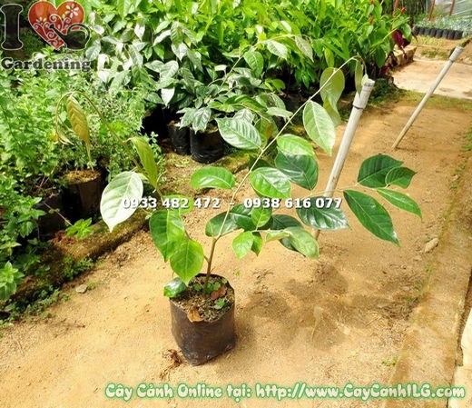 Cây nhót giống cao 40cm Ms 15041 - cây giống khỏe mạnh tại ILG