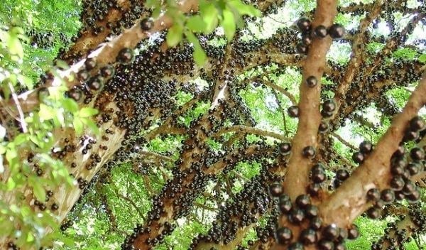 Cây nho thân gỗ leo phủ giàn tạo bóng mát sân vườn