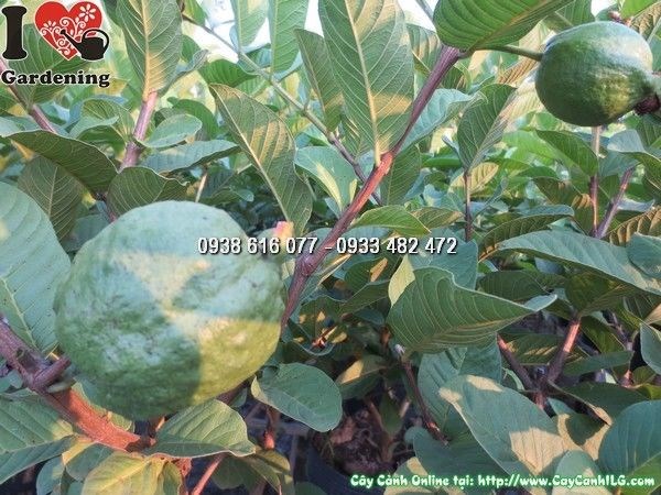 cây ổi có trái cao 35cm sai quả tươi tốt