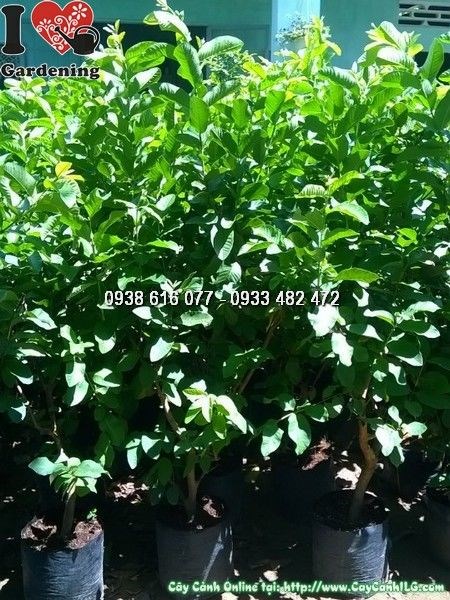 Cây ổi giống cao 1m khỏe mạnh tại vườn ILG