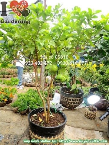 Cây ổi ngọt có trái cao 1,3m – Ms 05818 tại vườn ILG