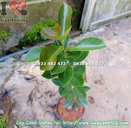 Cây ổi nhật giống đang phát triển tươi tốt