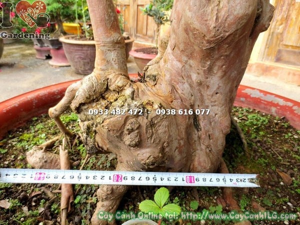 Cây ổi sim Nhật bonsai cao 1.7m - dáng cây nghệ thuật, vỏ bong đặc trưng