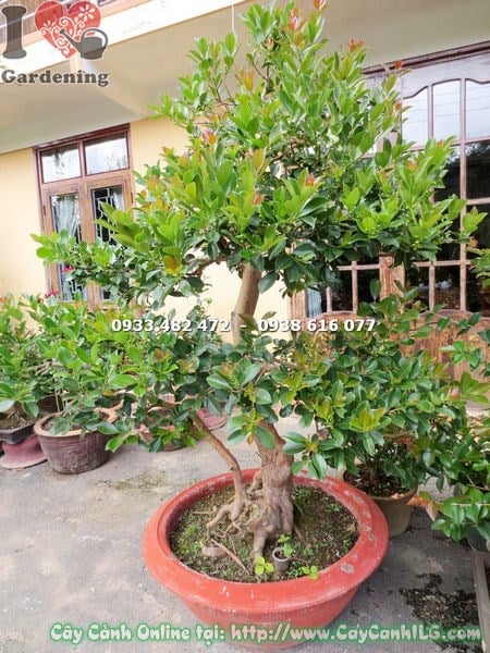 Cây ổi sim Nhật bonsai - cành lá sum suê sau khi cắt tỉa tạo dáng