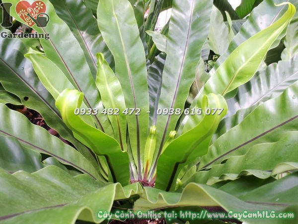 Cây ổ phụng đường kính 1m - dáng tán rộng đẹp Ms 17497