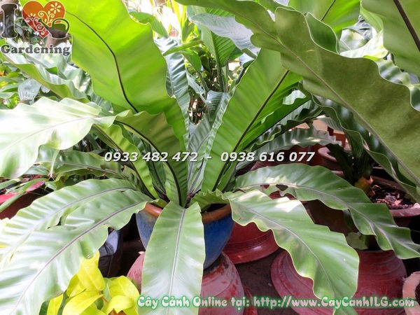 Cây ổ phụng đường kính 1m cây cảnh nội thất Ms 17497