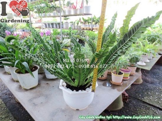 Cây ổ phụng giống mới cao 35cm - trang trí nội thất