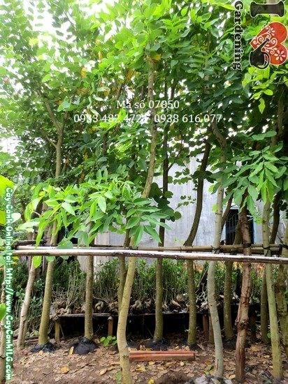 Cây Osaka Vàng 4m Đường Kính 10cm Hoa Vàng Rực Rỡ