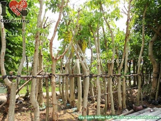 Cây osaka vàng 4m đường kính 15cm – thân cây vững chắc tại vườn ILG