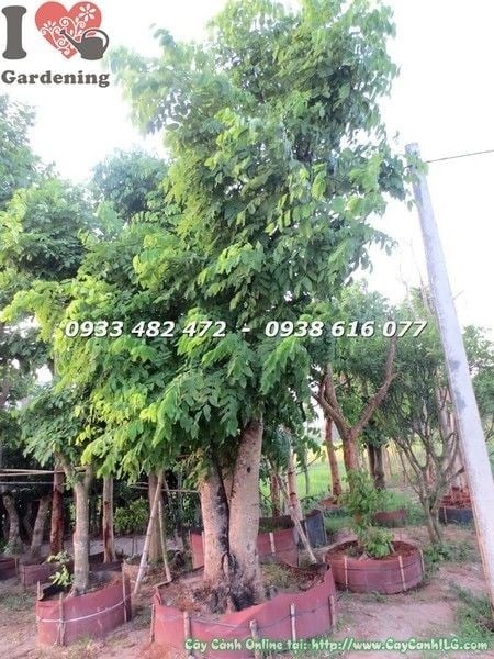 Cây Osaka Vàng cổ thụ cao 6m – hoa vàng rực nở đẹp