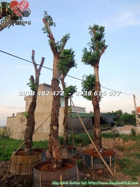 Cây Osaka Vàng hoa vàng nở rực – chụp gần cận cảnh chùm hoa