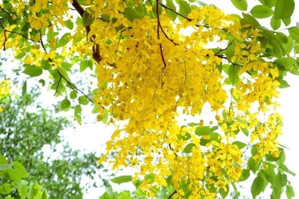 Cây Osaka Vàng tán rộng cảnh quan đẹp