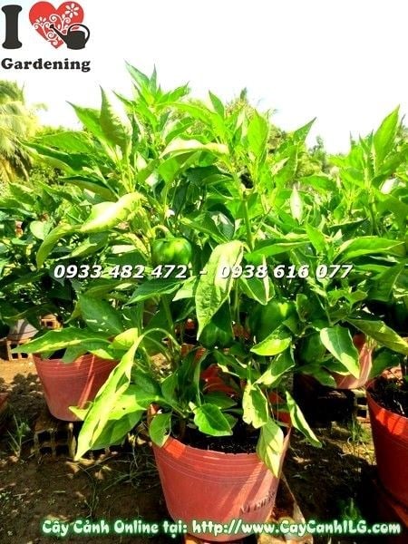 Cây ớt mỹ cảnh chậu đẹp – ớt kiểng ngũ sắc Ms 19216 caycanhilg.com