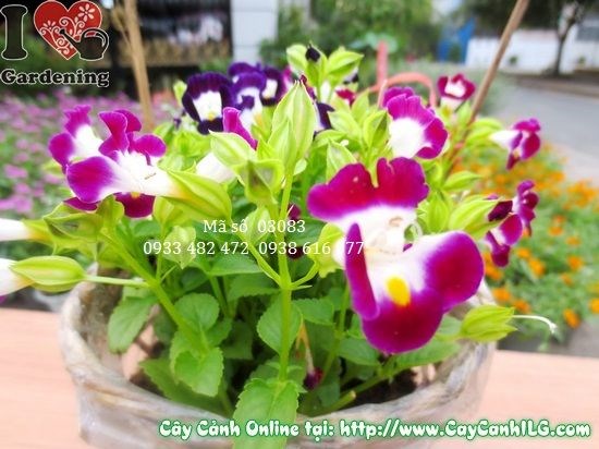hoa păng xê 15cm chi tiết cánh hoa màu sắc