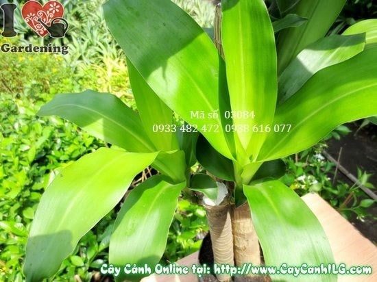 Cây phát tài 110cm trồng trang trí nội thất văn phòng