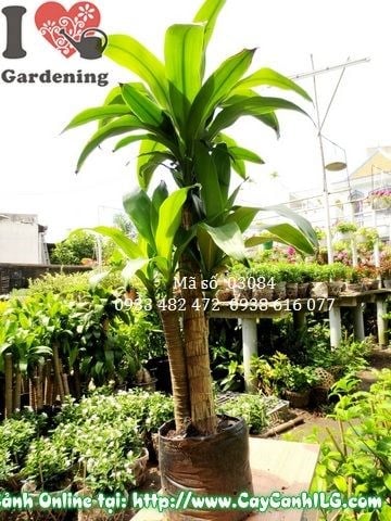 Cây phát tài cao 110cm chăm sóc tưới nước cắt tỉa