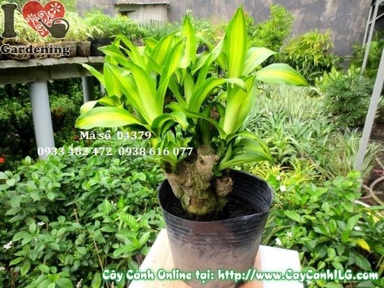 Cây phát tài gốc cao 45cm – Ms 04379 tại ILG