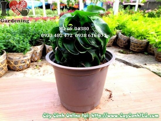Lá cây Phát Tài Hoàn Vũ xanh bóng xoắn tạo hình dáng độc đáo