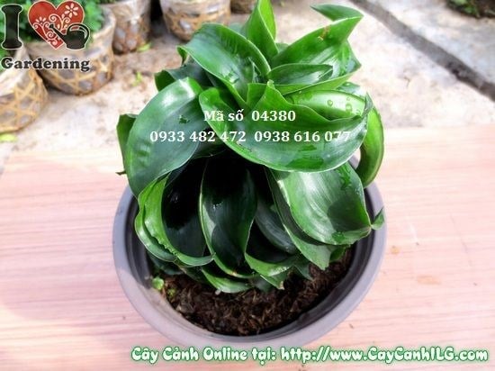 Cây Phát Tài Hoàn Vũ 15cm thích hợp trang trí nội thất văn phòng