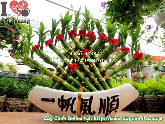 Cây phát tài quạt 30cm – phong thủy may mắn, trang trí văn phòng