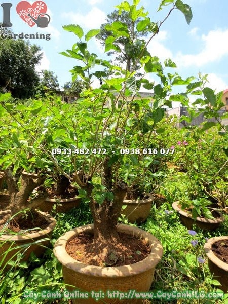 cây phôi bonsai dâu tằm đường kính 10cm gốc to khỏe