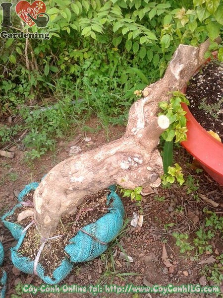 Phôi hoa giấy gốc lớn hoành lớn bonsai đẹp
