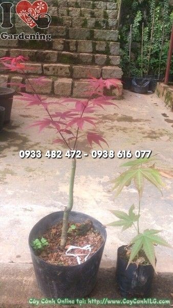 Cây Phong Lá Đỏ Canada tại vườn ILG – Ms 22467
