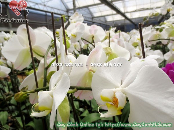 Phong lan hồ điệp trắng nhụy vàng trồng trong chậu – phù hợp trang trí nội thất