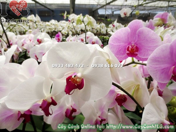 đặc điểm hoa phong lan hồ điệp màu má hồng cánh trắng hồng