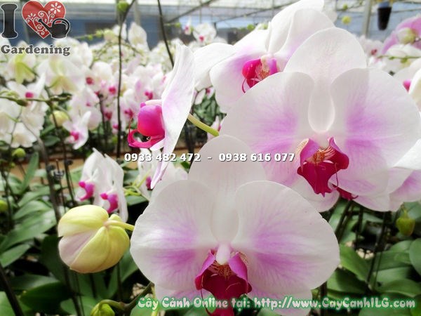 phong lan hồ điệp má hồng đẹp trồng trong chậu trang trí