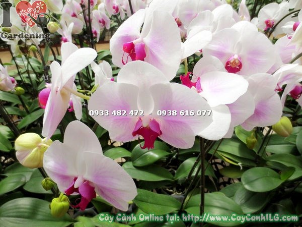 cây phong lan hồ điệp màu má hồng Ms 15170 - vẻ đẹp dịu dàng