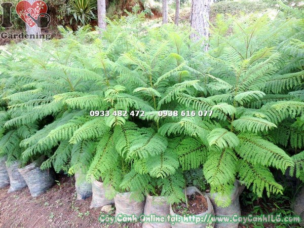 Cây phượng tím giống và cây con tại vườn ILG