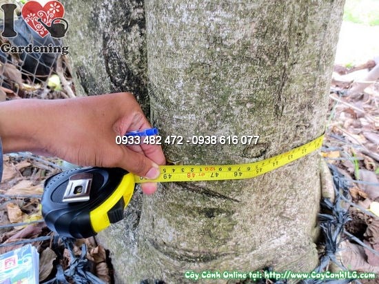 Hoa ban tím nở rực rỡ – cây hoa ban cao 5m đường kính 40cm