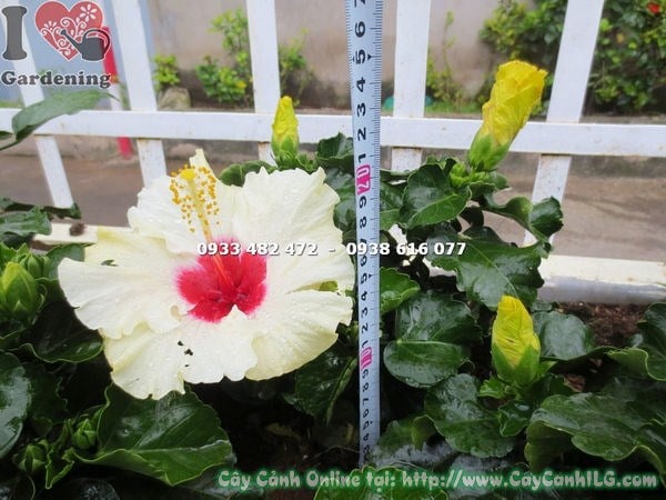 Cây hoa bông bụp thái màu trắng cao 20cm – giống cây nhỏ gọn, dễ trồng