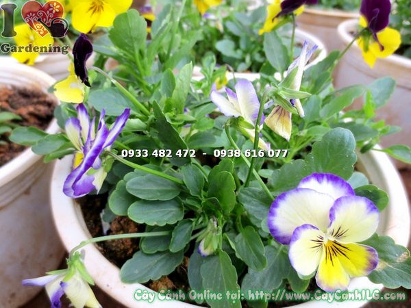 hoa bướm nhiều màu trắng vàng tím cam đặc sắc