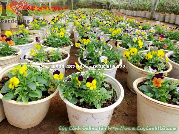 cây hoa bướm trồng bụi nhiều cành hoa