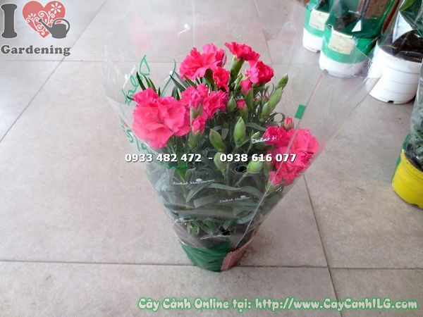 Hoa cẩm chướng đỏ nhiều lớp cánh đẹp rực rỡ