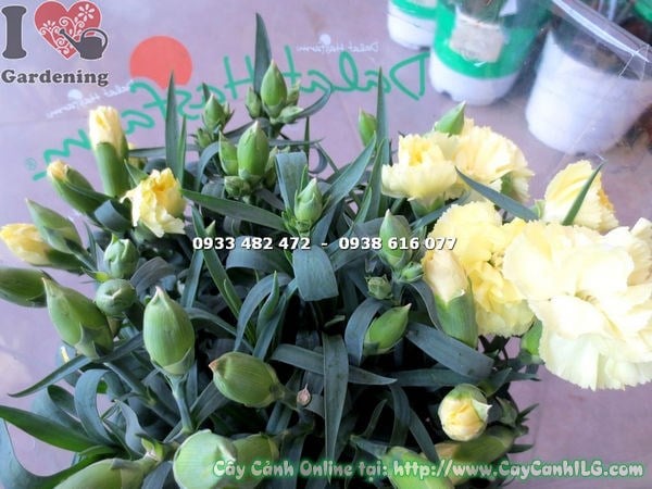 Cây hoa cẩm chướng vàng nhạt cao 20cm trồng chậu