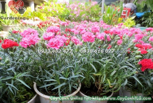 Cây hoa cẩm chướng nhiều màu Ms 18544 cao 15-25cm tại vườn ILG