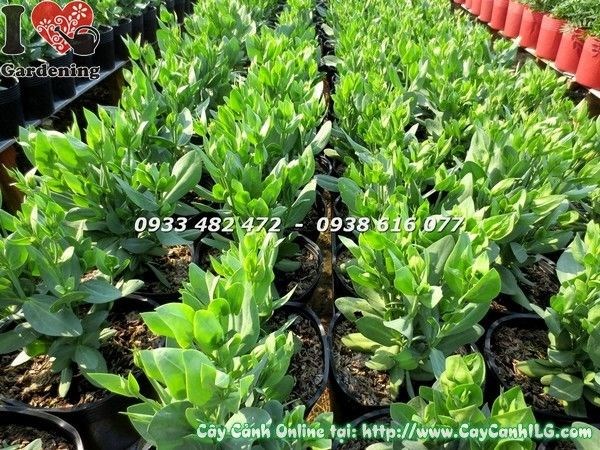 Cây hoa cát tường chậu lớn nhiều nụ hoa tươi tắn chuẩn bị đón Tết