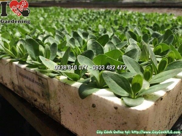 Cây hoa cát tường giống cao 3-3,5cm – Ms 24205 tại vườn ILG