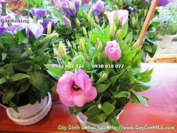 Hoa cát tường màu hồng cánh mỏng manh thanh lịch