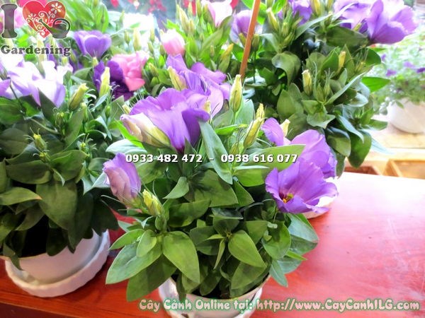 Hoa cát tường màu tím đẹp – kích thước 17cm