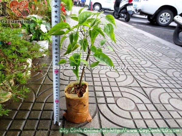 cây hoa chùm ớt giống đẹp tại vườn ILG