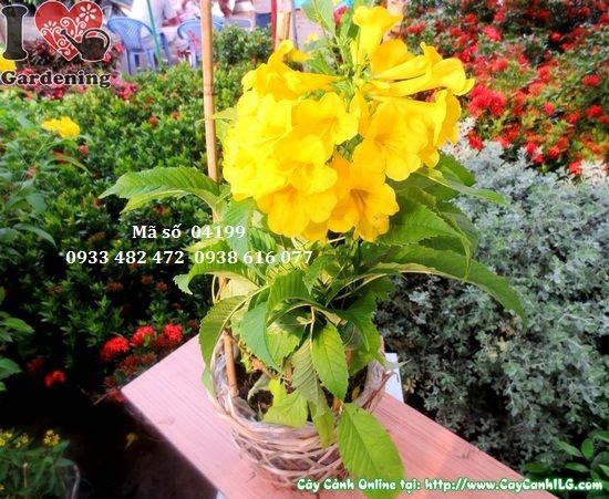 Cây hoa chuông vàng cao 55cm tại vườn ILG – trồng chậu và đất nền đều phù hợp